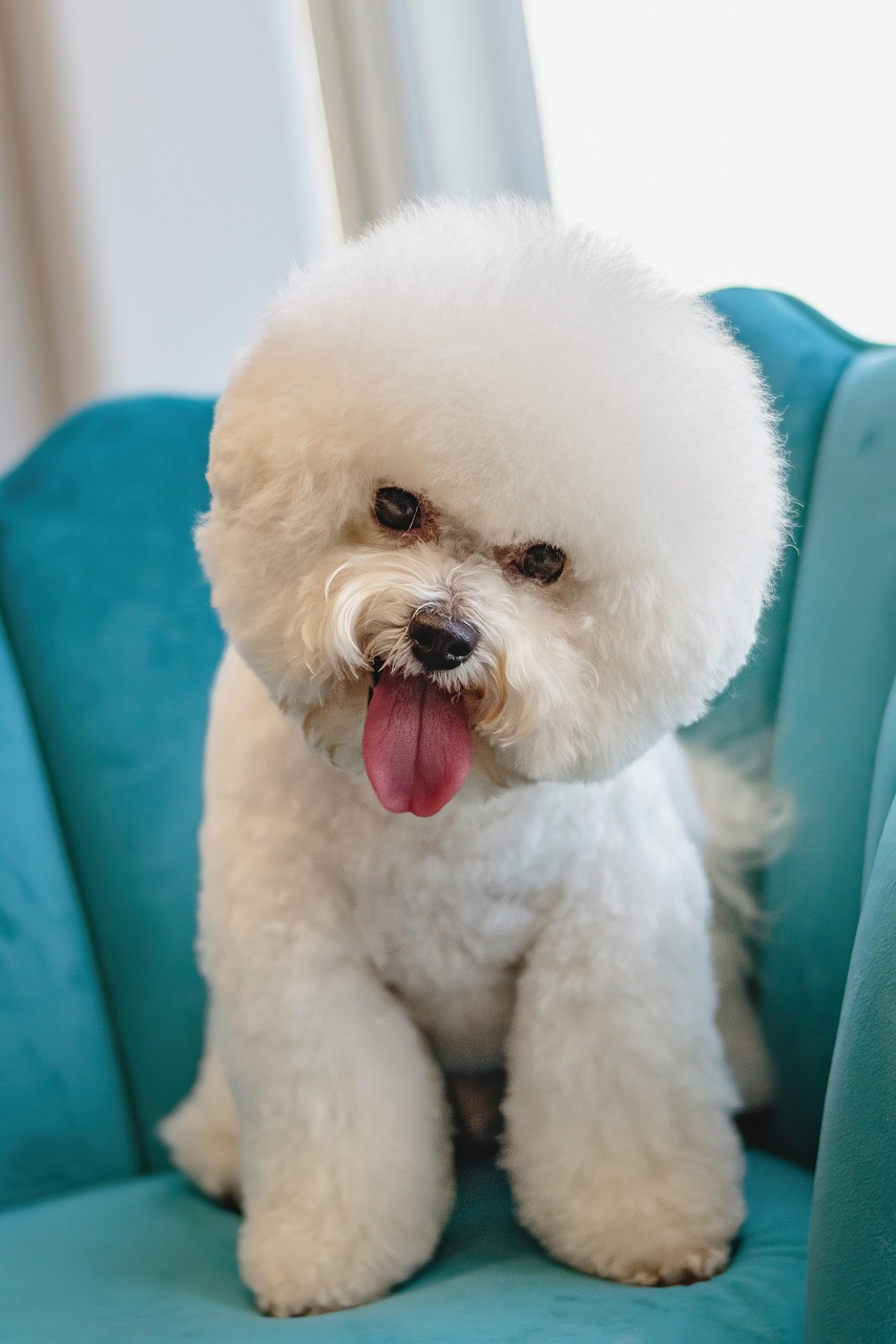 grooming, dog, nature, pet, animal, salon, fur, puppy, domestic, purebred, white dog, canine, mammal, cute, adorable, care